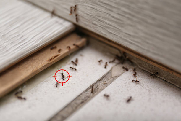 Best Rat Extermination Near Me  in Gridley, IL