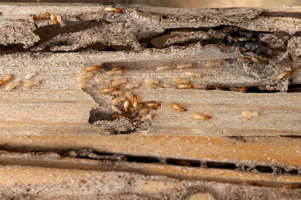 Best Residential Pest Control  in Gridley, IL